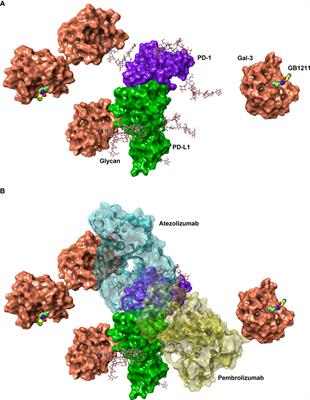 Resistance to anti-PD-1/anti-PD-L1: galectin-3 inhibition with GB1211 reverses galectin-3-induced blockade of pembrolizumab and atezolizumab binding to PD-1/PD-L1